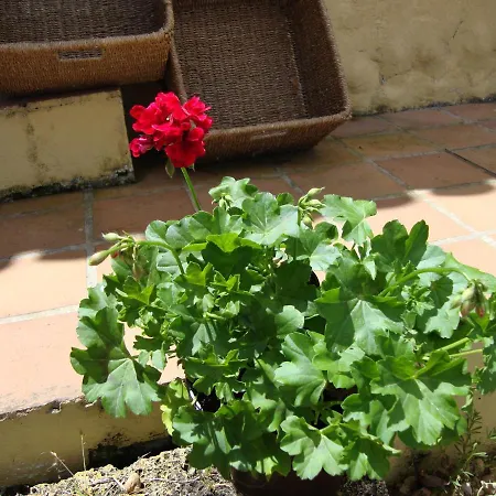 Casitas La Brenda Y La Gaga דירה לוס ריאלחוס