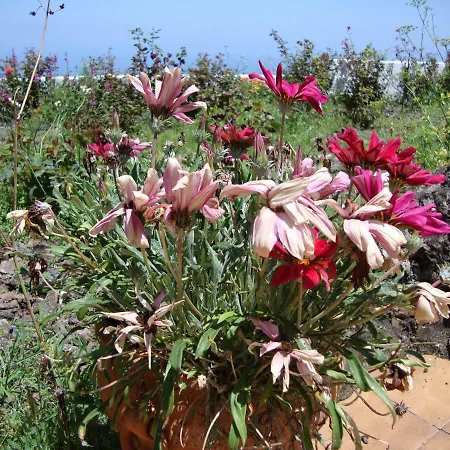 Casitas La Brenda Y La Gaga דירה לוס ריאלחוס